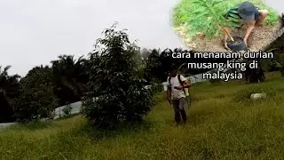 cara menanam durian musang king di malaysia