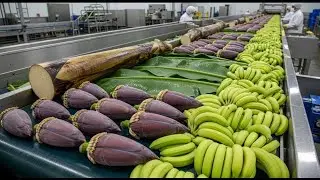 Inside a Modern Factory That Produces Everything From Banana Plants Like You've Never Seen Before