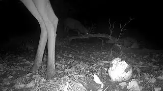 Red Deer Couple Enjoy a Nighttime Mud Bath Together 🫎🦌