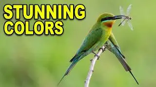 Blue Tailed Bee Eater (Merops philippinus) - Bird Videos