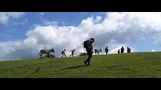 Gli Asinelli di Veio