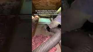 Cleaning up a rodent-infested attic in Fresno, CA