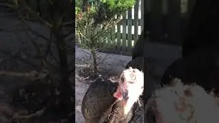 The Worlds Largest Chicken Breed 🐔