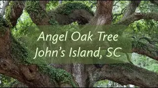 Angel Oak Tree - John's Island, South Carolina