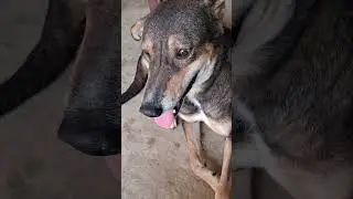 #️⃣TakaTakaTiki🕺#DogDanceParty🐶💃#FunnyDogMoments😂🐾#PetVibesOnly✨🐕  #DogLoversClub❤️🐕  #Danceshorts🎶🔥