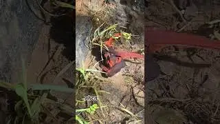 The California Newt Mating #amphibians #nature #wildlife