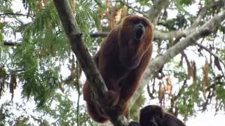 Ronco do Bugio (Alouatta guariba clamitans)