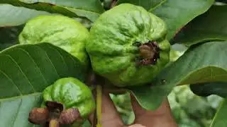 amrud ki malchig se kheti
