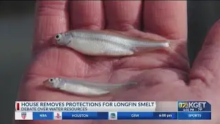 House passes bill removing protections for longfin smelt