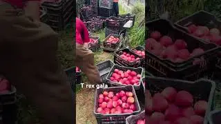 T Rex gala harvesting time #viral #short #applevarieties #garden #kashmir