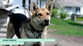 Mountain Cur Dog Breed Guide 2024: Traits, Training, Health, Mixes & Adoption Tips Explained
