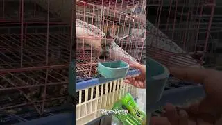 drinking trough while I'm away for a few days? #PigeonKeeper #pigeon