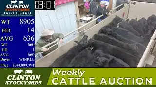 North Arkansas Feeder Cattle Selling LIVE | Clinton Stockyards | Jan 10, 2026