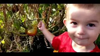 Что растет на школьном дворе в Канаде/What grows in a schoolyard in Canada