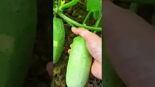 The Process Of Harvesting Ripe Cucumber Fruits Manually In The Garden