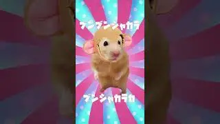 HamPacino Kintaro Candy  #さるパチーノ #short #hampacino #mikuhatsune #hamsters #ハムパチーノ
