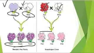 Sample Problem:  Pea Plant Flower v. Snapdragon Flower Color