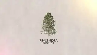 The  Austrian Pine (Schwarz-F&ouml;hre)