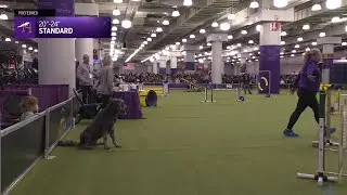 20&rdquo; & 24&rdquo; Preferred Standard Run | Westminster Kennel Club 2026