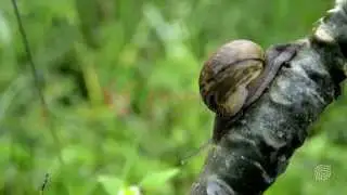 The Serai Resorts - snail