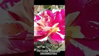 Beautiful flowers #beautiful #flowers #flowers #plants #