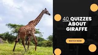 40 Fascinating Giraffe Quizzes: Test Your Knowledge!