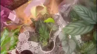 Излишки растений 🌱🌱🌱. Всё по 200 р.