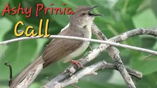 Beautiful Ashy Prinia bird Call || Bird Sounds || Bird Sightings || Nature videos