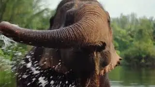 Elephantus