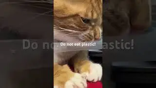 #cat Tango's favorite teeth grinding is plastic bags... not good!