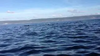 Baby Whale Birth, Pleasant Bay, Nova Scotia, Canada
