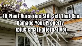 10 plant nurseries still sell that can damage your property plus smart alternative
