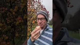 John Downie Crab apple tree. It's remarkable!