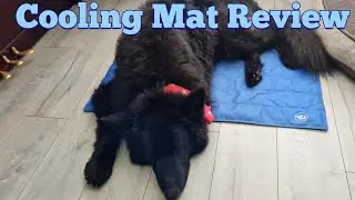 B&M Cooling Gel Mat Review | German Shepherd
