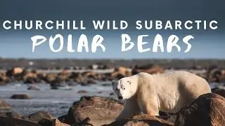 Walking with POLAR BEARS - 2 departures at Seal River Lodge with CHURCHILL WILD