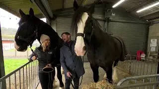 Ceffylau Gwedd ~ Shire Horses