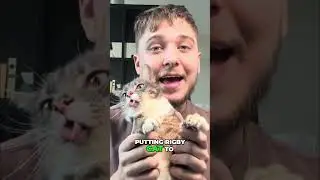 Мой кот тупой? Тест на IQ от Ригби!