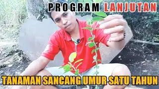 PROGRAM LANJUTAN SANCANG UMUR SATU TAHUN