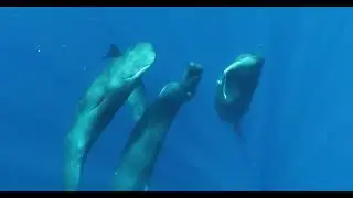 Culturally Specific Sperm Whale Communication