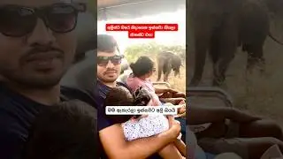 Travel with baby #sesari #cute #funny #comedy #babies #travel #elephant #safari #trip #foryou