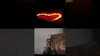 BOX TURTLE#shorts #shortsyoutube #animals #wickens Wicked Reptiles#viral