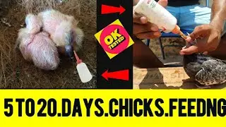 How To Hand Feed Baby Pigeon // Easy Hand Feeder Making // JS Pigeon World...