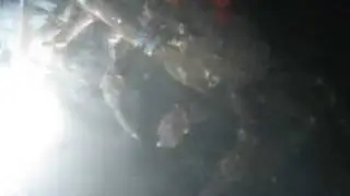 Sheep Crab Eats a Sea Pen