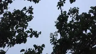 Melolonthinae&rsquo;s