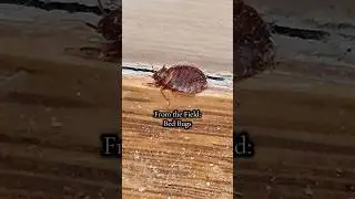 Here&rsquo;s some real footage of bed bug activity!