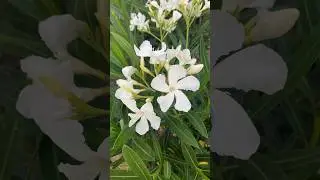 How to Grow White oleander flowers from cuttings at home for beginners | oleander #gardenscapes