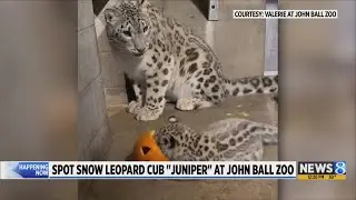 Hello, Juniper: You can now see John Ball Zoo&rsquo;s snow leopard cub