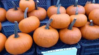 Lovely Pumpkins 🎃 dynie na farmie 🎃 🎃 🎃 🎃 🎃 🎃