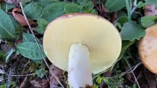 Suillus granulatus, September 24, 2023