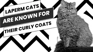 Laperm Cats Are Known For Their Curly Coats